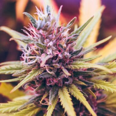 Exploring the Legal Status of High THCA Hemp Flower: The Global Rise in Popularity